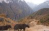 nepal-9043.jpg - 